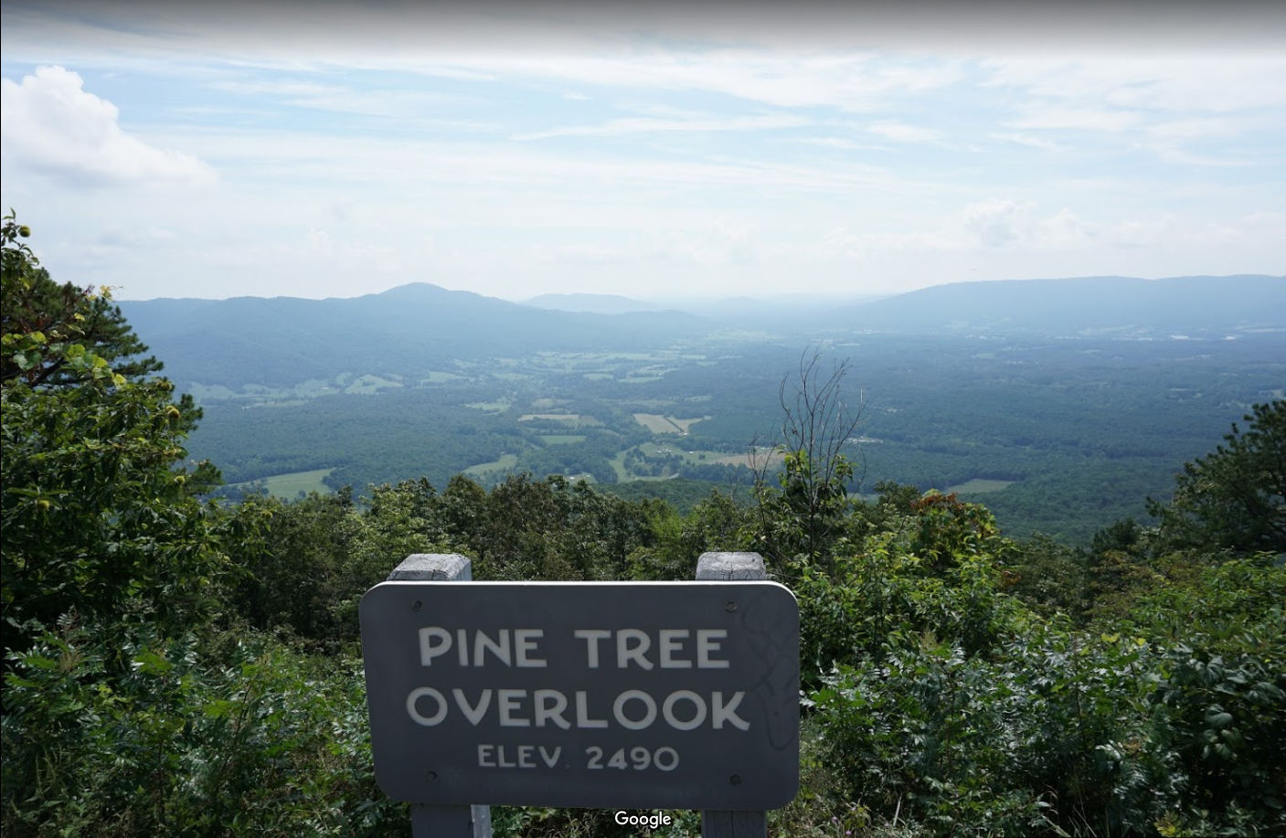 pine tree overlook